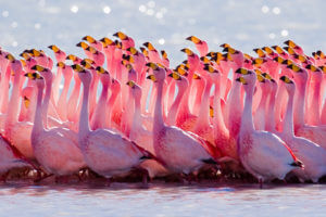 Carotene giving the flamingo it's characteristic pink hue