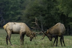 Watch elk in Skagit Valley