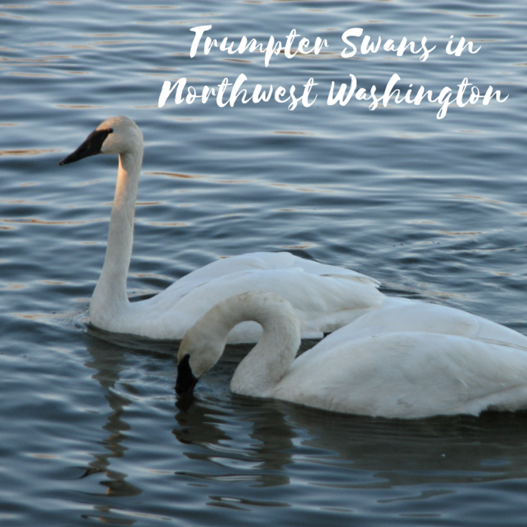 oysterbartulip (1) The Oyster Bar on Chuckanut Drive Bow, WA